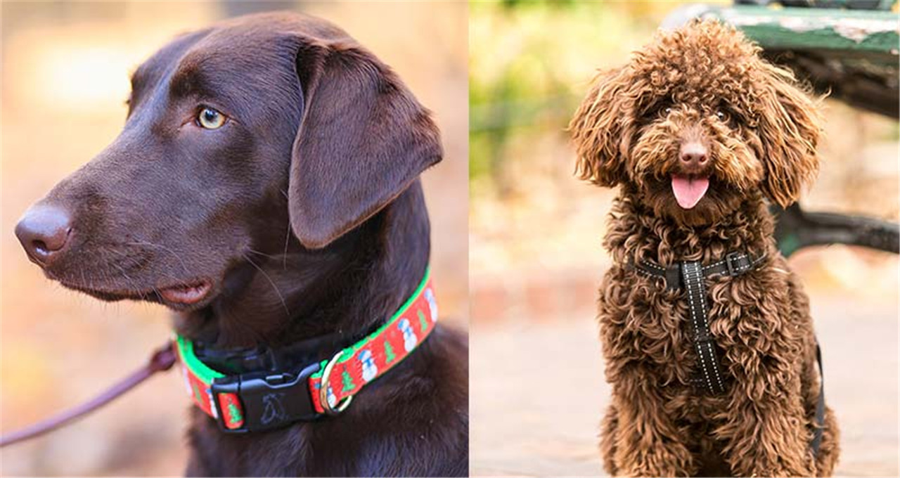Choosing The Correct Collar And Leash For Your Pet
